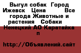 Выгул собак. Город Ижевск › Цена ­ 150 - Все города Животные и растения » Собаки   . Ненецкий АО,Каратайка п.
